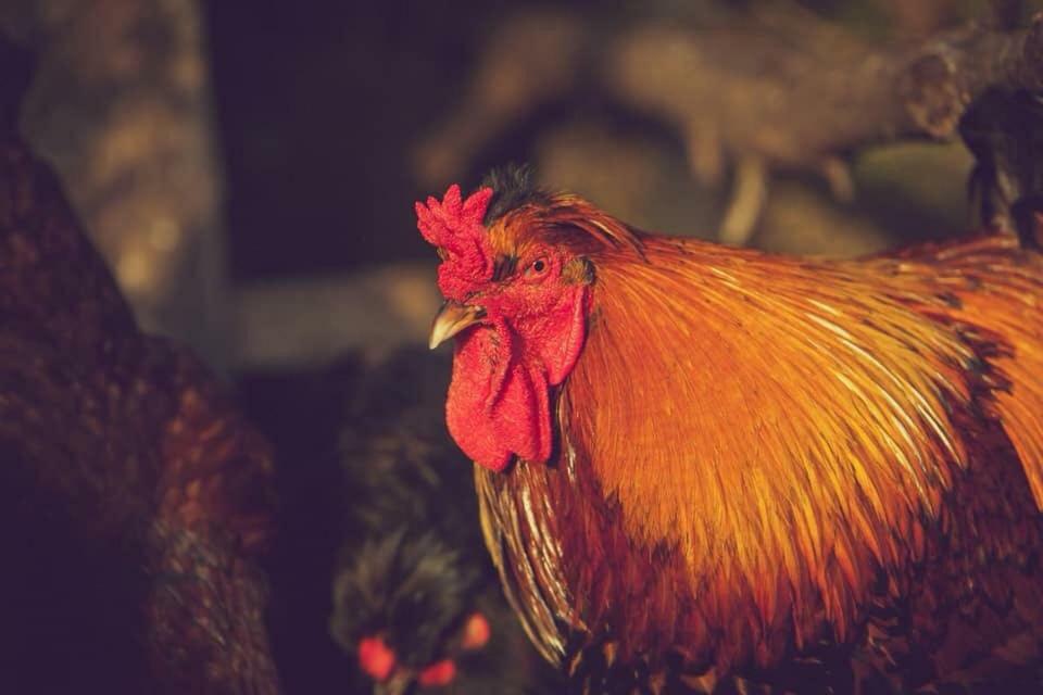 Natura-Eco Farm Екстер'єр фото